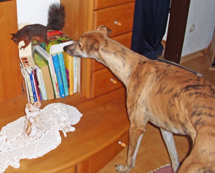 files/_uploads/2014Matilda/0Eichkatze2.jpg