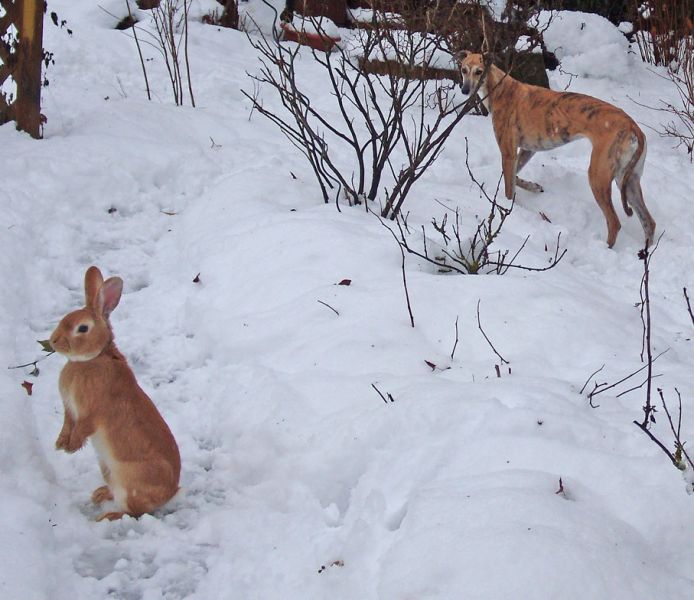 files/_uploads/2014Matilda/0Hase3.jpg