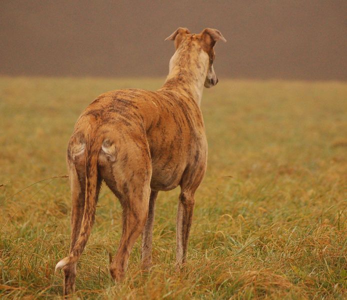 files/_uploads/2014_Dezembernochwarm/GingkoStand1 - Kopie.jpg