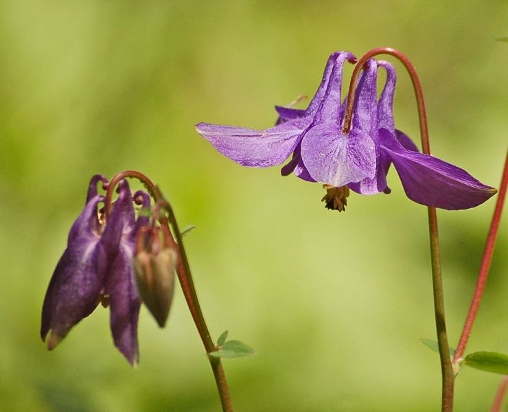 files/_uploads/2014_FruehlingohneEnde/Blume.jpg