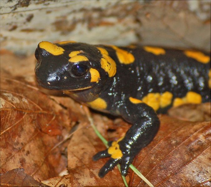 files/_uploads/2014_FruehlingohneEnde/Salamander2Kopf.jpg
