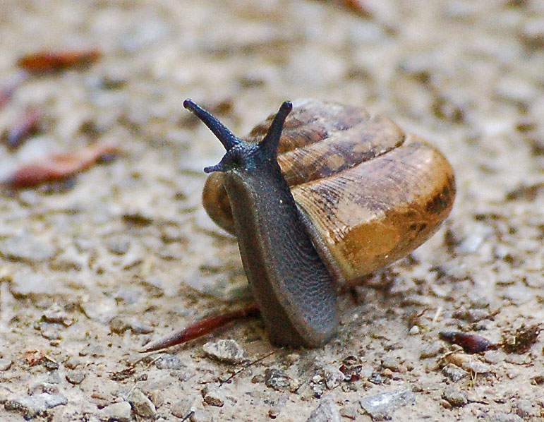 files/_uploads/2014_FruehlingohneEnde/Schnecke.jpg