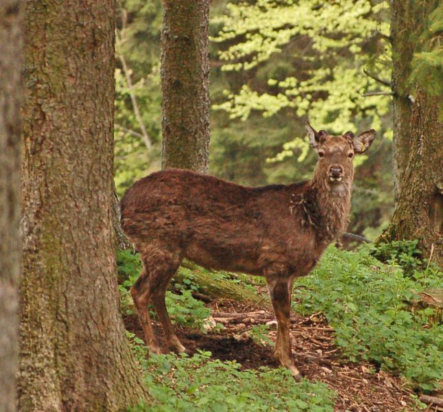 files/_uploads/2014_FruehlingohneEnde/Sikahirsch.jpg