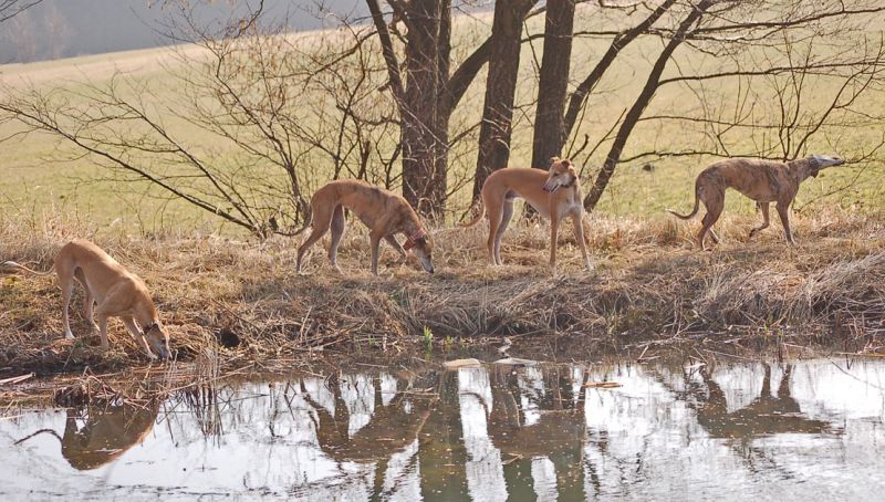 files/_uploads/2014_Fruehlingserwachen/Choiund3Spiegelbild.jpg