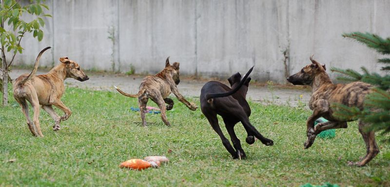 files/_uploads/2014_GeburtZYWurf/2014_12.Woche_2/fetzen1.jpg
