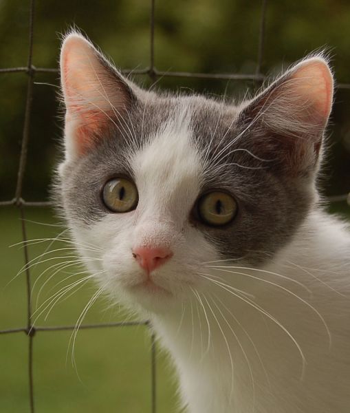 files/_uploads/2014_Katzen11Wo/PrinzessinLillifee5.jpg