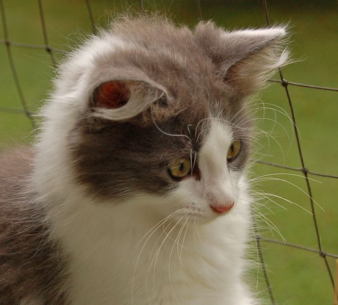 files/_uploads/2014_Katzen11Wo/Yoda1.jpg