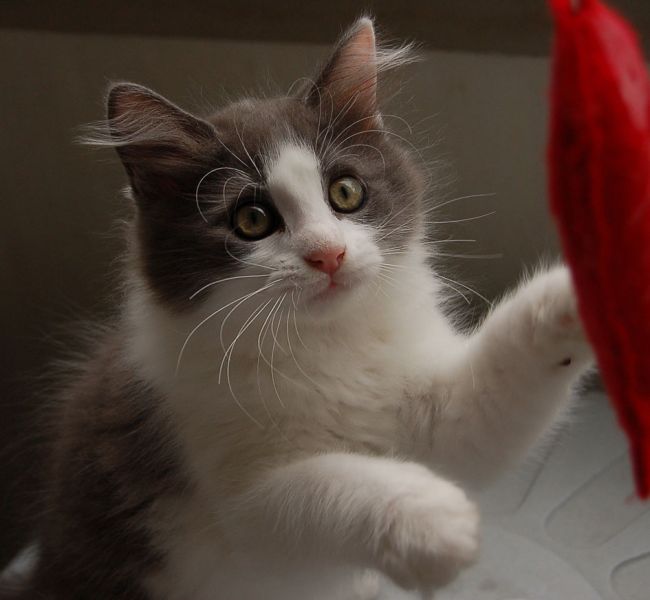 files/_uploads/2014_Katzen11Wo/Yoda5.jpg