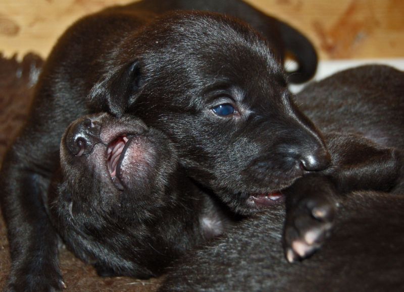 files/_uploads/2014_ZY_6Tage/ZY_ploetzlichHunde/2schwarze.jpg