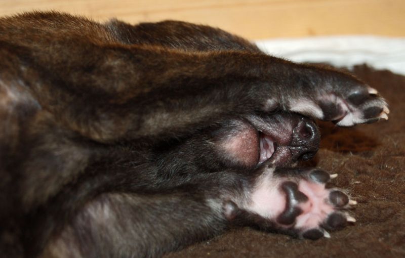 files/_uploads/2014_ZY_6Tage/ZY_ploetzlichHunde/KopfzwischendenPfoten.jpg