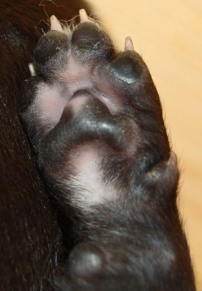 files/_uploads/2014_ZY_6Tage/ZY_ploetzlichHunde/Pfote.jpg