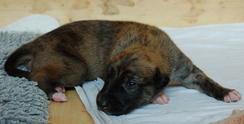files/_uploads/2014_ZY_6Tage/ZY_ploetzlichHunde/XcaliHueliegt.jpg