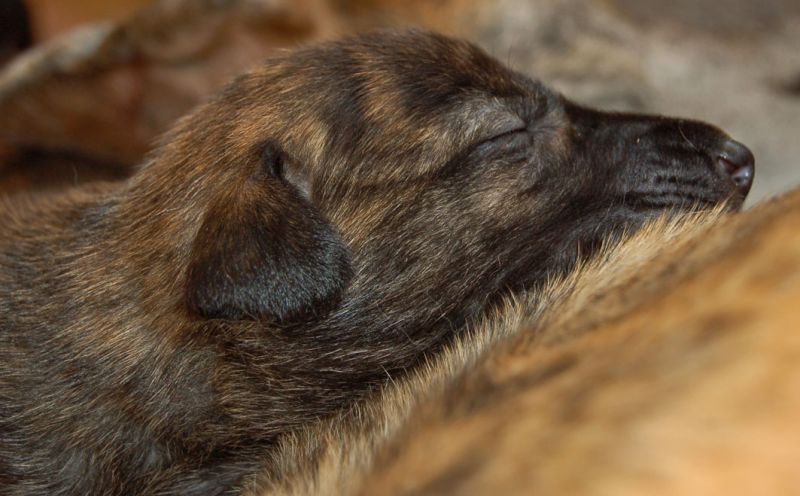 files/_uploads/2014_ZY_6Tage/ZY_ploetzlichHunde/gestrHueschlaft.jpg