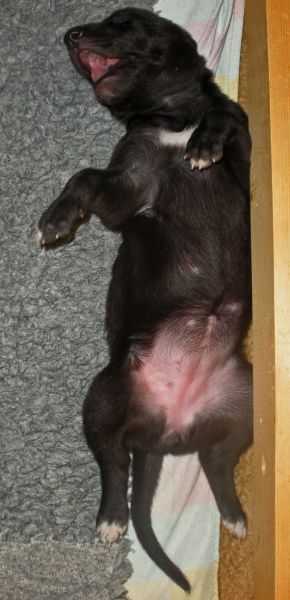 files/_uploads/2014_ZY_6Tage/ZY_ploetzlichHunde/schwHueamRue.jpg