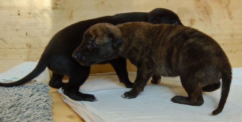 files/_uploads/2014_ZY_6Tage/ZY_ploetzlichHunde/siegehen.jpg