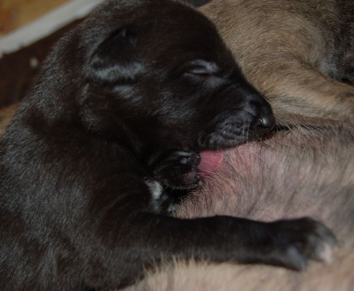 files/_uploads/2014_ZY_6Tage/ZY_ploetzlichHunde/trinken1.jpg