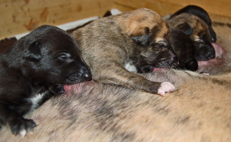 files/_uploads/2014_ZY_6Tage/ZY_ploetzlichHunde/trinkenalle.jpg