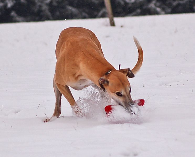 files/_uploads/2014_ein bisschen Schnee/Choi1a.jpg