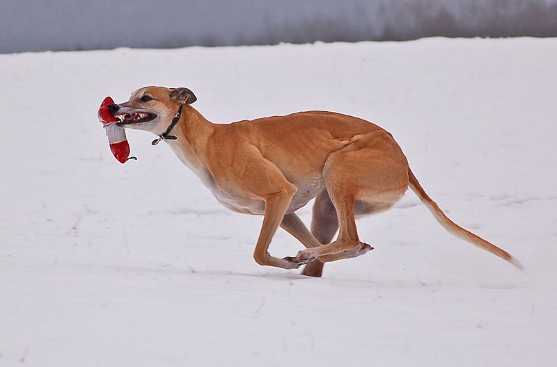 files/_uploads/2014_ein bisschen Schnee/Choi2a.jpg