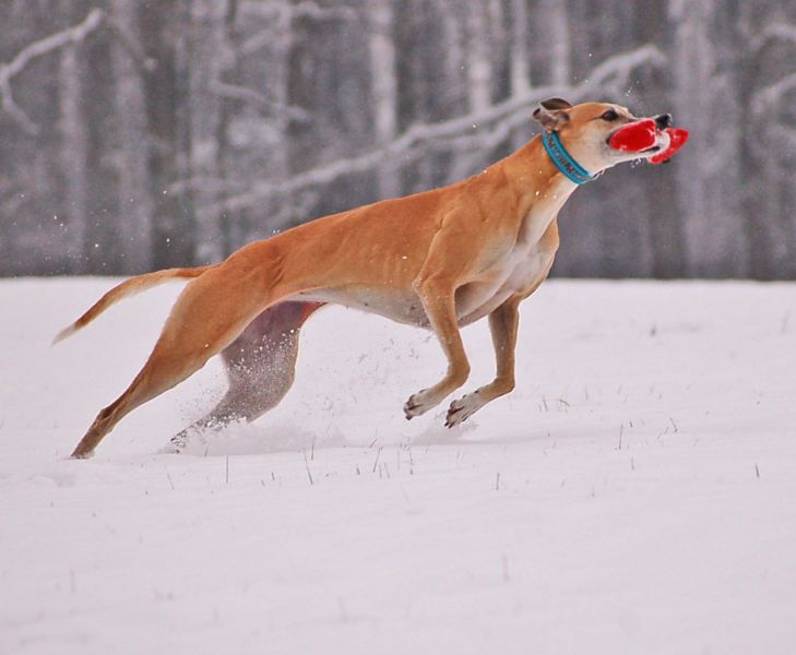 files/_uploads/2014_ein bisschen Schnee/Choi7.jpg