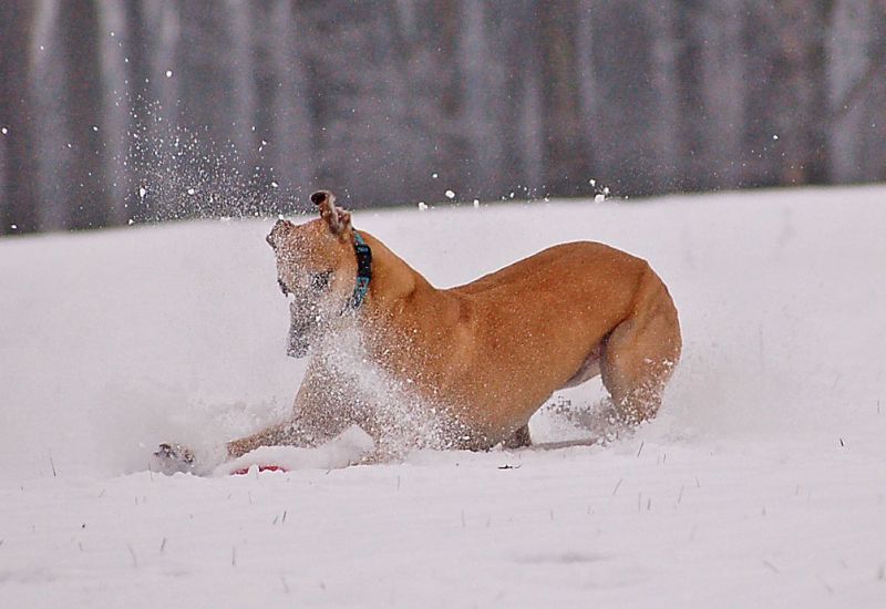 files/_uploads/2014_ein bisschen Schnee/Choi9.jpg