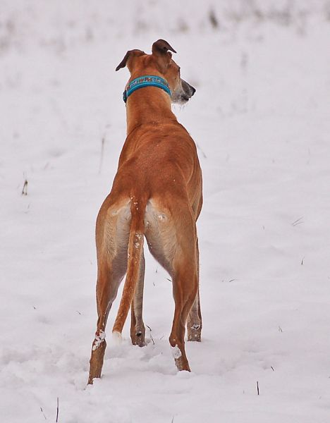 files/_uploads/2014_ein bisschen Schnee/ChoiStandvohi.jpg