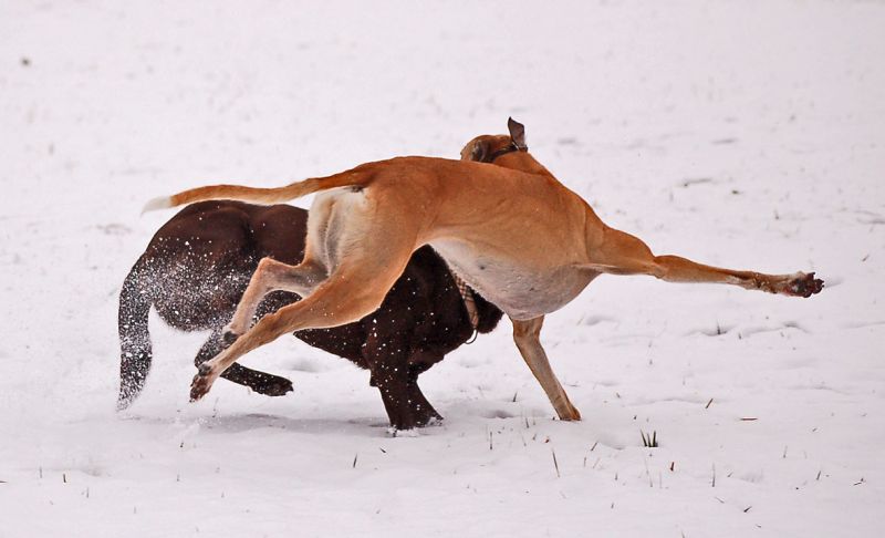 files/_uploads/2014_ein bisschen Schnee/ChoiceLabrador1.jpg