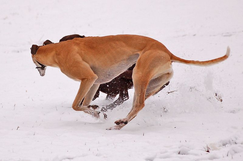 files/_uploads/2014_ein bisschen Schnee/ChoiceLabrador3.jpg