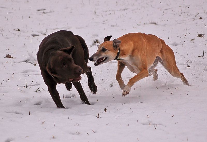files/_uploads/2014_ein bisschen Schnee/ChoiceLabrador4.jpg