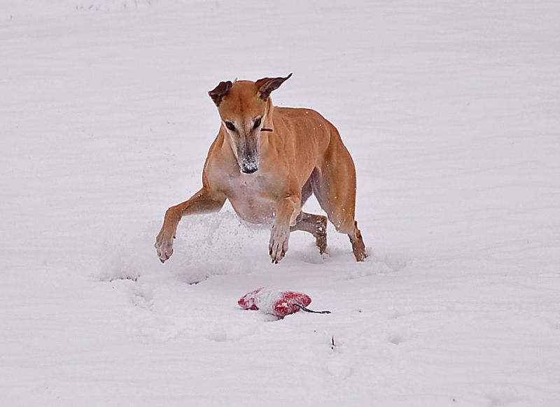 files/_uploads/2014_ein bisschen Schnee/Choiundjetztzerbeissichs.jpg