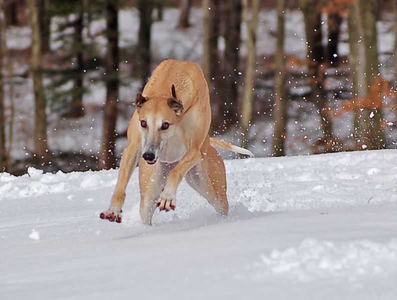 files/_uploads/2014_ein bisschen Schnee/einmalgehtsnoch/Choi1.jpg