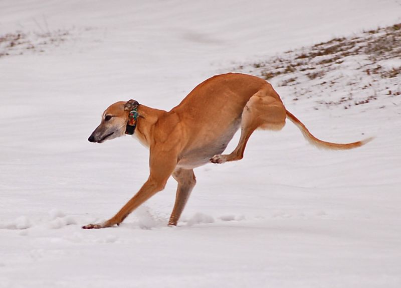 files/_uploads/2014_ein bisschen Schnee/einmalgehtsnoch/ChoiKanguru.jpg