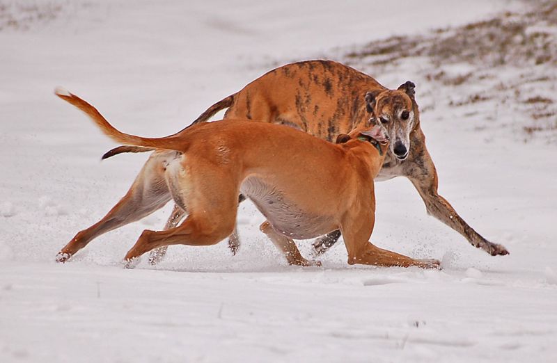 files/_uploads/2014_ein bisschen Schnee/einmalgehtsnoch/Play4.jpg
