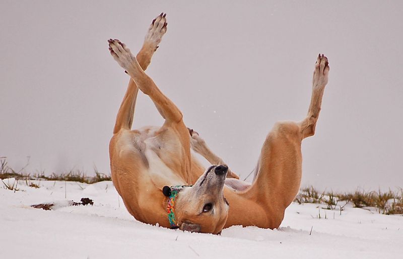 files/_uploads/2014_ein bisschen Schnee/einmalgehtsnoch/wutzelngegenHimmel.jpg