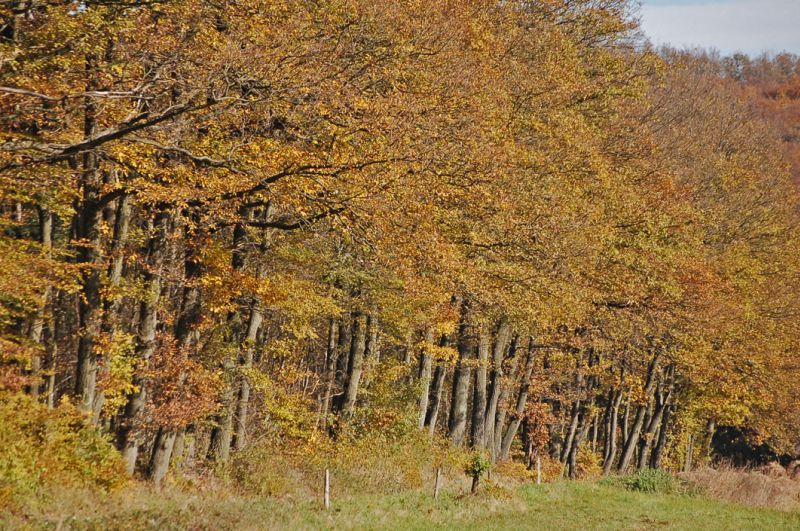 files/_uploads/2014_goldenerNovember/Stimmung1.jpg files/_uploads/2014_goldenerNovember/Stimmung1.jpg