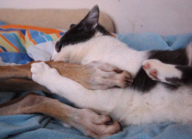 files/_uploads/2014_wieHundundKatz/SophChoi3.jpg