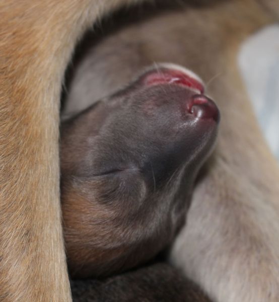 files/_uploads/2015_A_Geburt/fawn.jpg