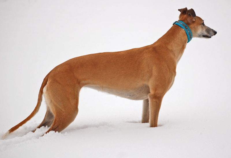 files/_uploads/2015_Jaennerschnee/ChoiStand01.jpg