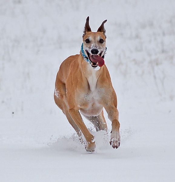 files/_uploads/2015_Jaennerschnee/Choilacht.jpg