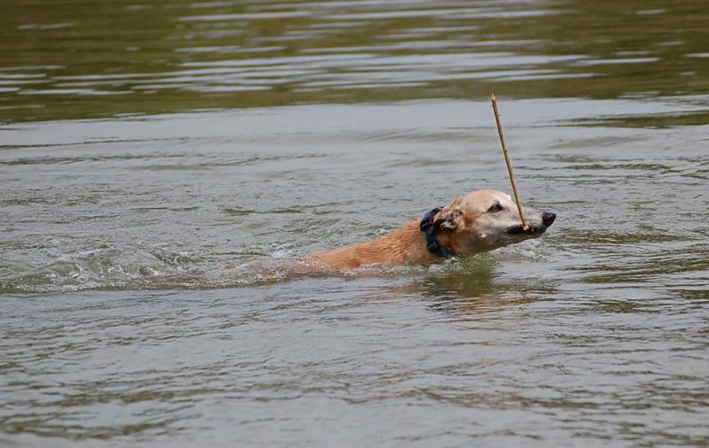 files/_uploads/2015_Lobau/Choischnorchelt1.jpg