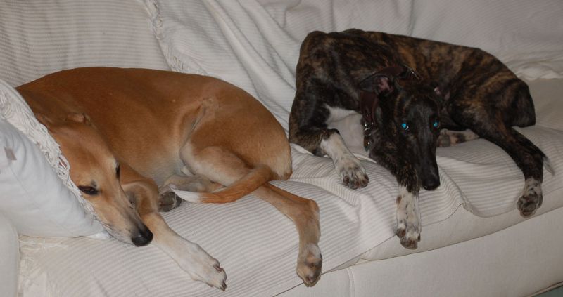 files/_uploads/2015_Sachsenheim+Prinz/LibrisPinoCouch.jpg