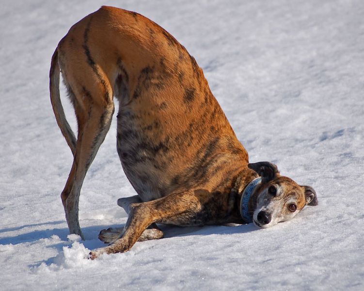 files/_uploads/2015_SchneeohneEnde/WallLustig.jpg