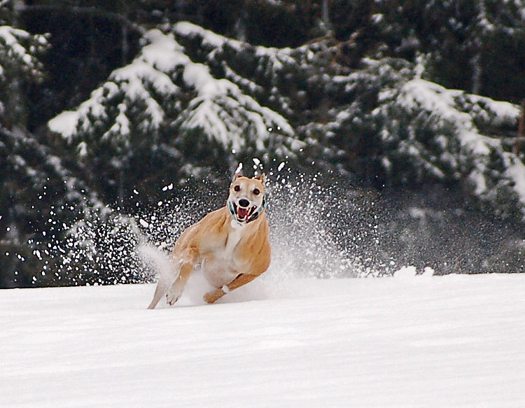 files/_uploads/2015_Winterwonderland_Teil2/0ChoiRun2.jpg
