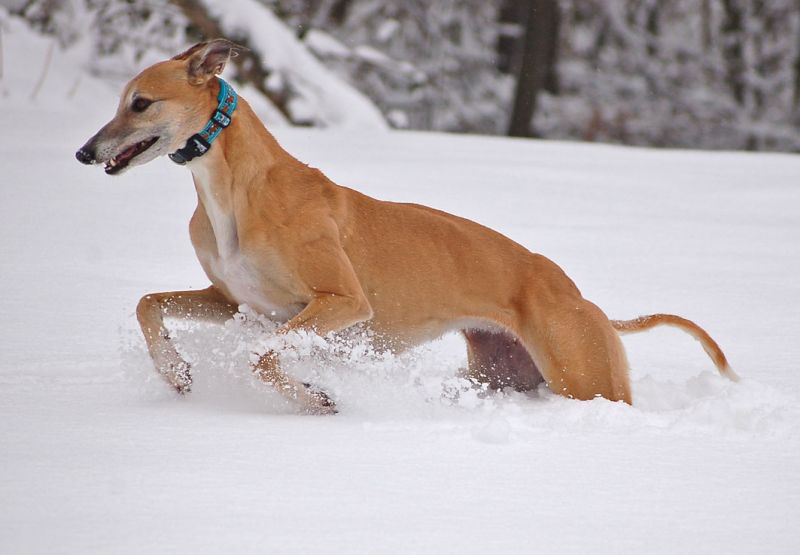 files/_uploads/2015_Winterwonderland_Teil2/0ChoiRun6.jpg