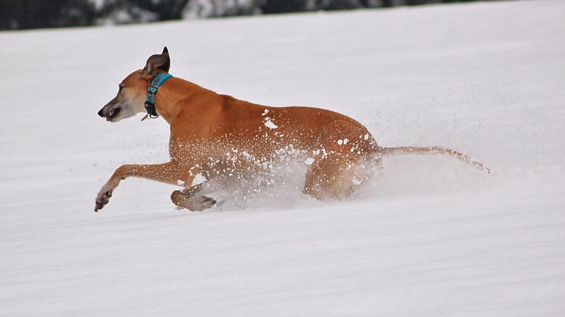 files/_uploads/2015_Winterwonderland_Teil2/0ChoiRun7.jpg