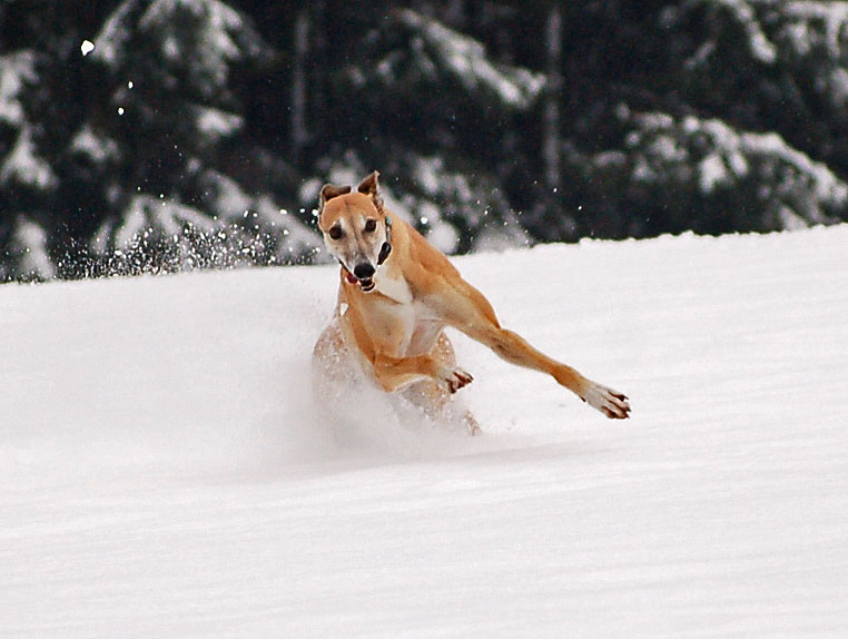 files/_uploads/2015_Winterwonderland_Teil2/0ChoiRun8.jpg