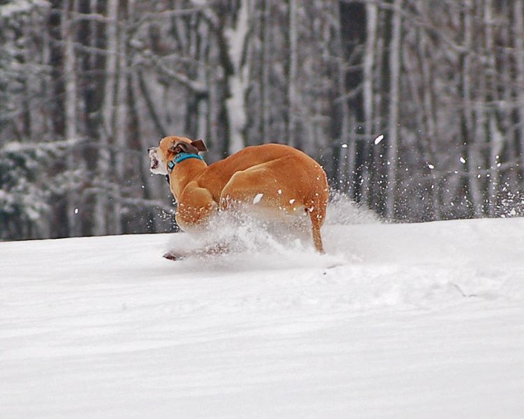 files/_uploads/2015_Winterwonderland_Teil2/ChoiLawine3.jpg
