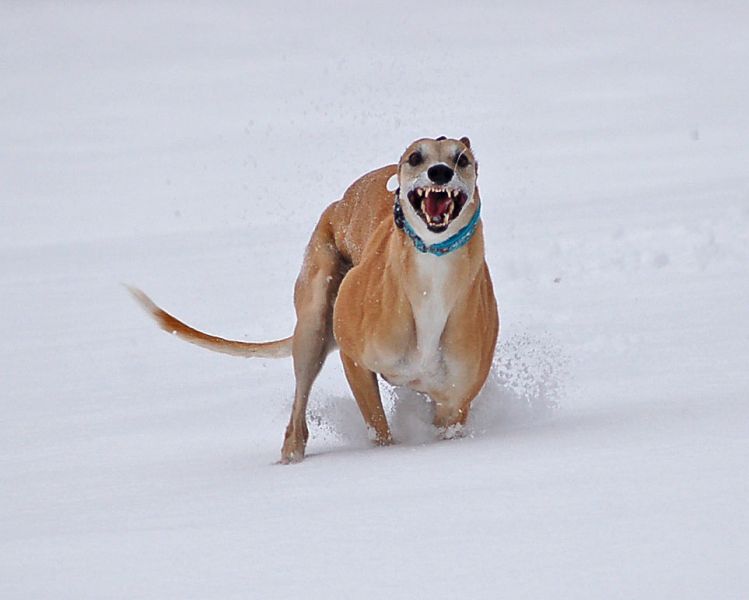files/_uploads/2015_Winterwonderland_Teil2/ChoiRun12.jpg