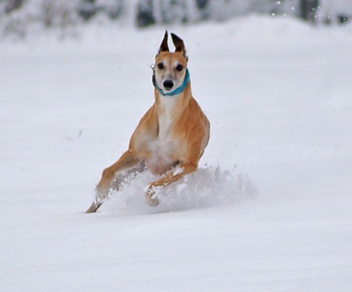 files/_uploads/2015_Winterwonderland_Teil2/ChoiRun13.jpg
