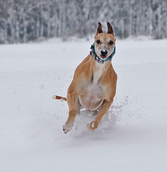 files/_uploads/2015_Winterwonderland_Teil2/ChoiRun14.jpg